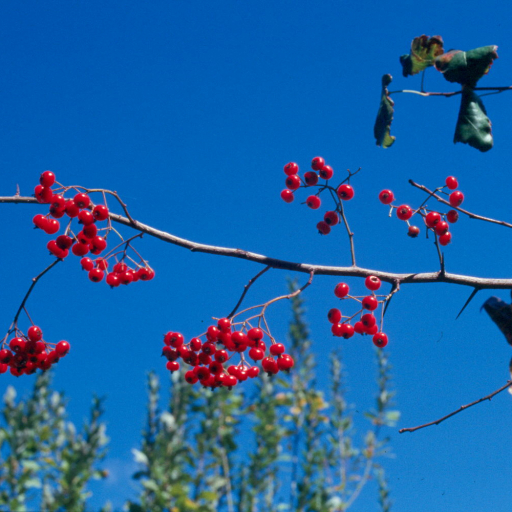 Crataegus Phaenopyrum