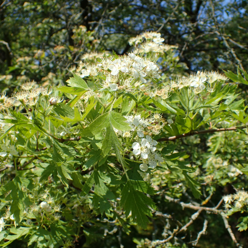 Crataegus Songarica