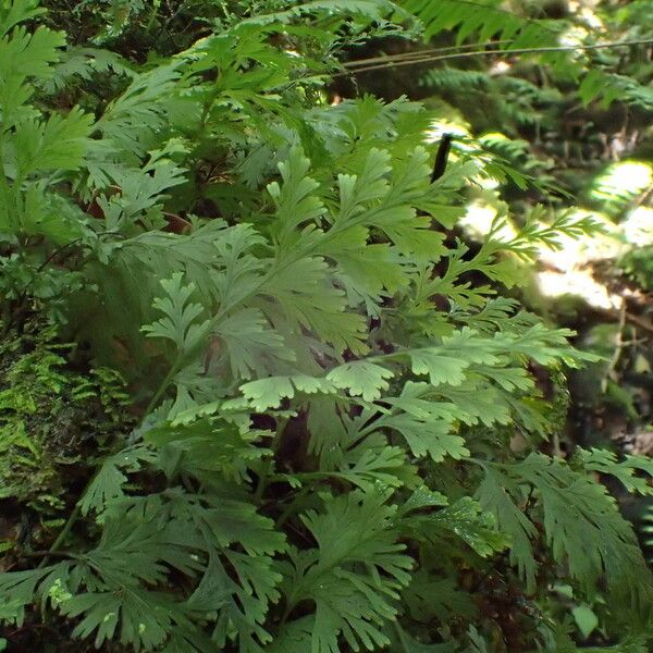 Crepidomanes Bipunctatum