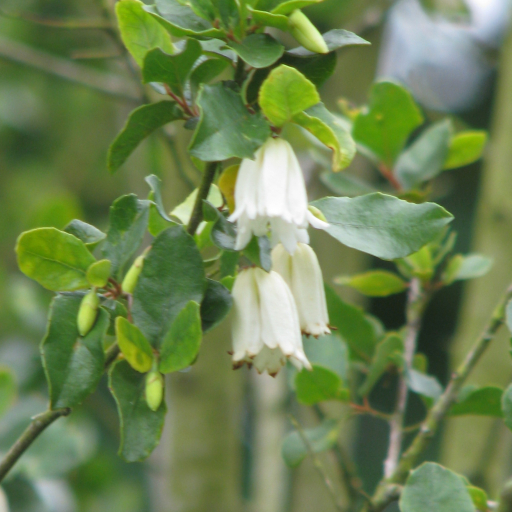 Crinodendron Patagua