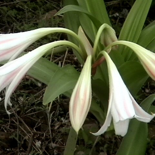 Crinum Latifolium