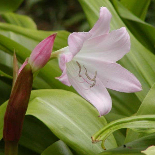 Crinum Moorei