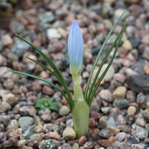Crocus Baytopiorum Care Guide: Water, Soil & Propagation - Plantiary