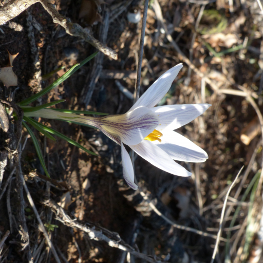 Crocus Nevadensis