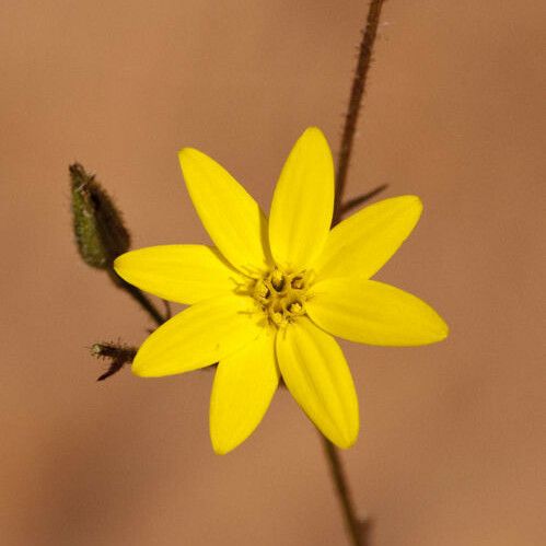 Slender Scratch Daisy