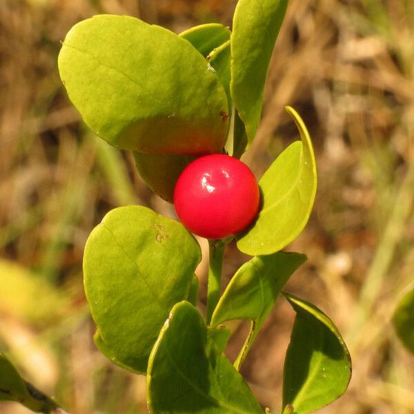 Crossopetalum Rhacoma