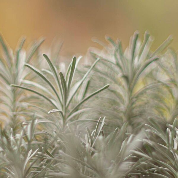 Crossostephium Chinense