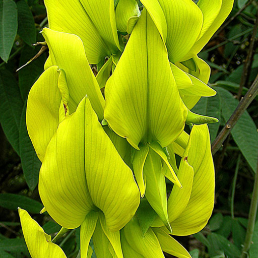 Crotalaria Laburnifolia