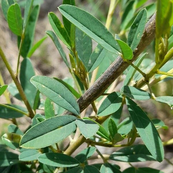 Crotalaria Maypurensis