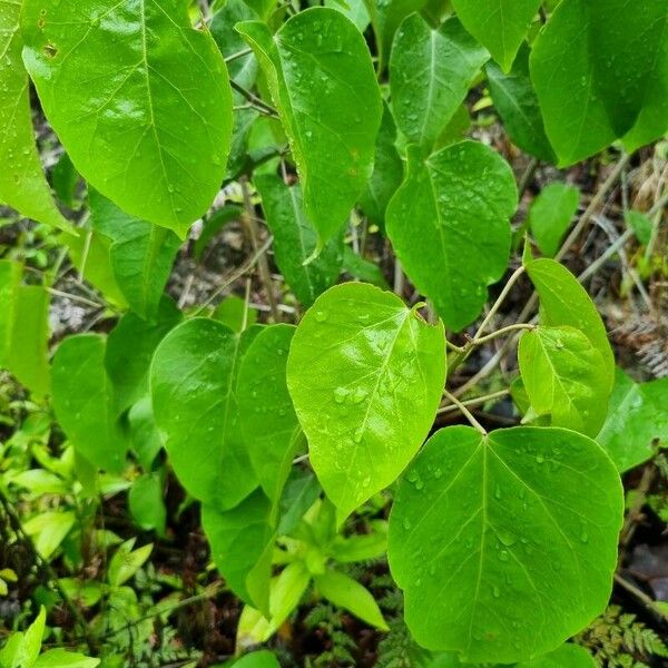 Croton Arboreus