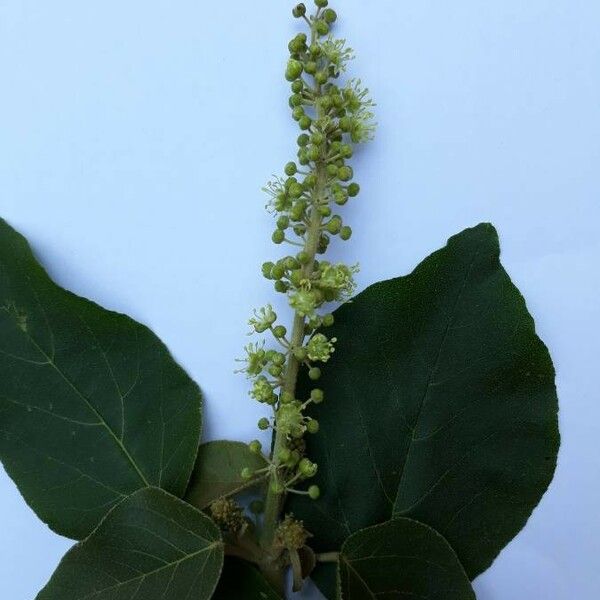 Croton Macrostachyus