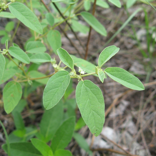 Croton Monanthogynus