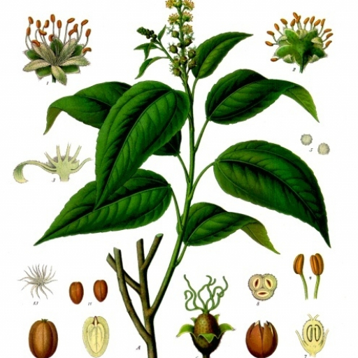 Croton Tiglium