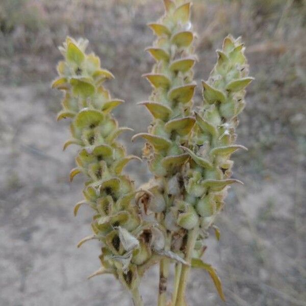 Crucianella Maritima