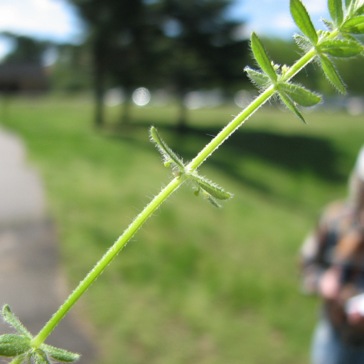 Cruciata Pedemontana