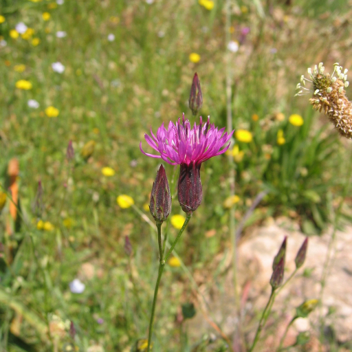 Crupina Crupinastrum