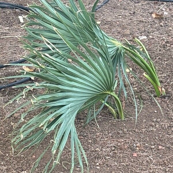 Cryosophila Stauracantha