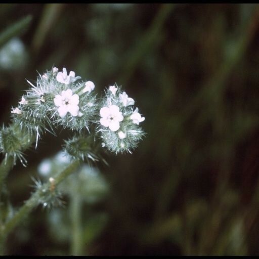Colusa Cryptantha (Cryptantha Nemaclada) Plant Care & How to Grow, Water