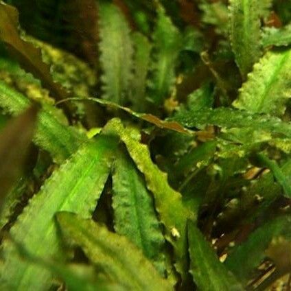 Cryptocoryne Undulata