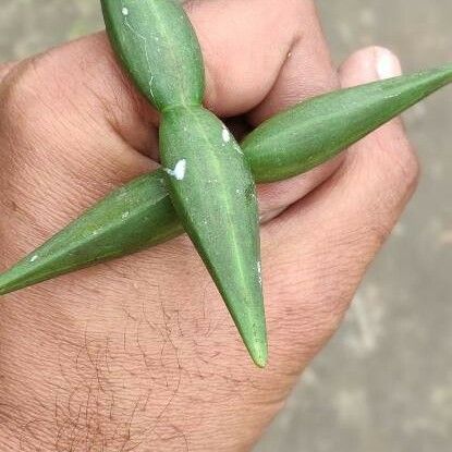 Cryptolepis Buchananii