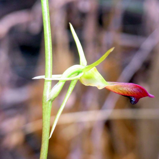 Cryptostylis Subulata