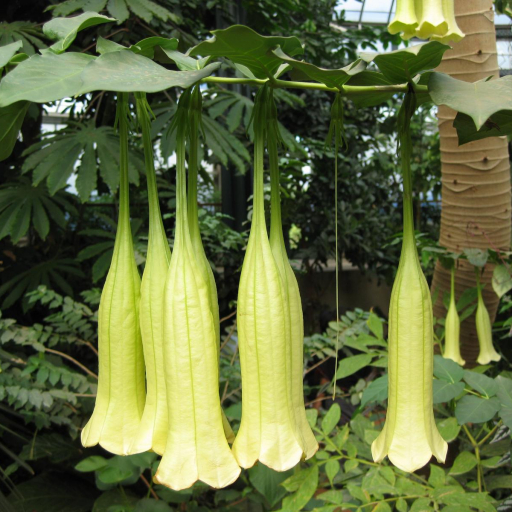 Cubanola Domingensis