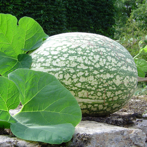 Cucurbita Ficifolia