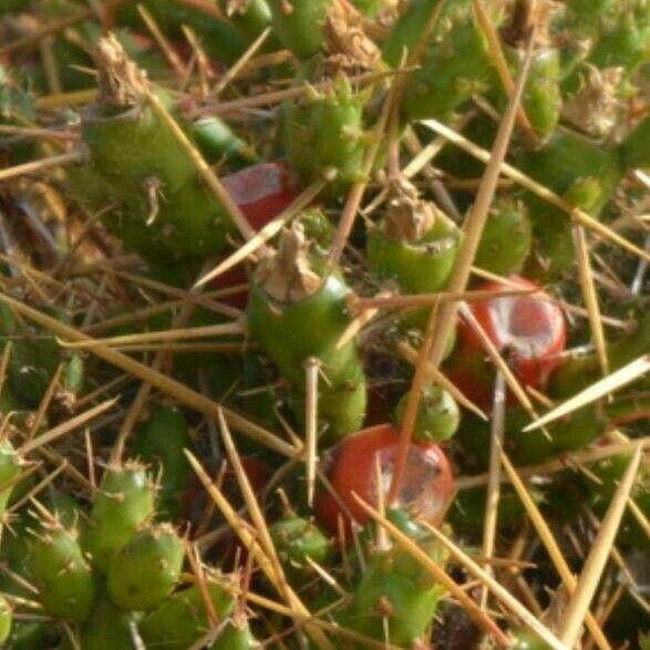 Cumulopuntia Sphaerica