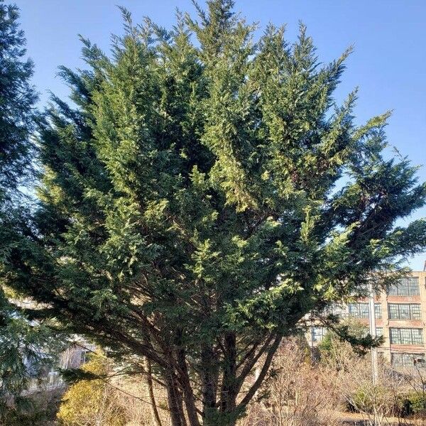 Cupressus Leylandii