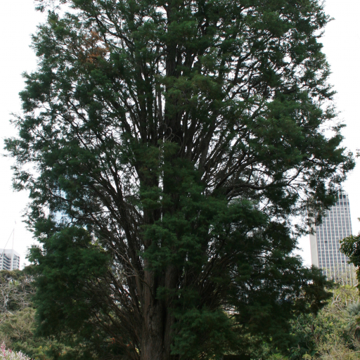 Cupressus Lusitanica