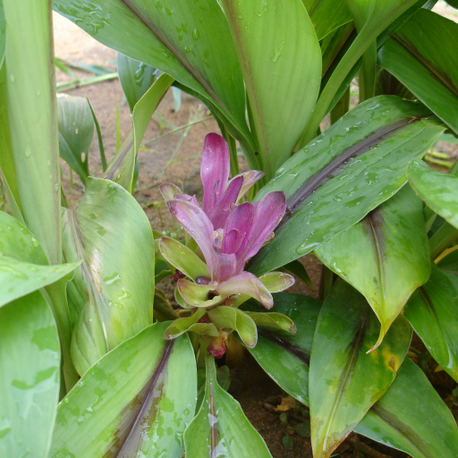 Curcuma Caesia
