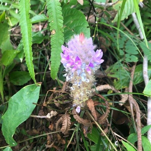 Hidden Lily (Curcuma Inodora) Care Guide: Water, Soil & Propagation ...