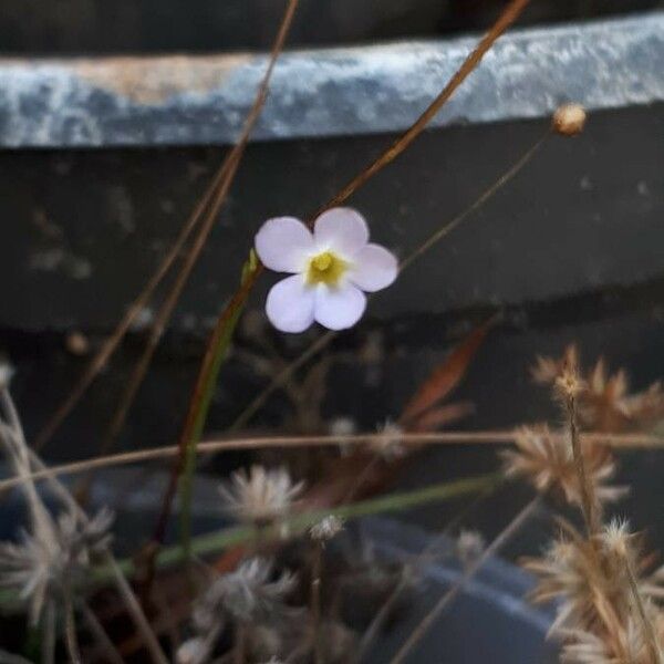 Curtia Tenuifolia Care Guide: Water, Soil & Propagation - Plantiary