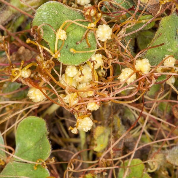 Cuscuta Scandens