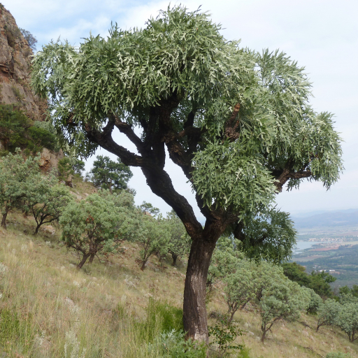 Cussonia Paniculata