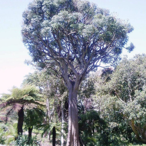 Cussonia Spicata