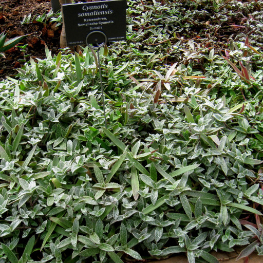 Cyanotis Somaliensis