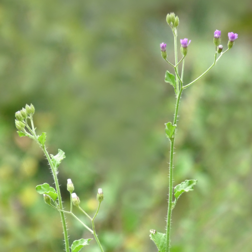 Cyanthillium Cinereum