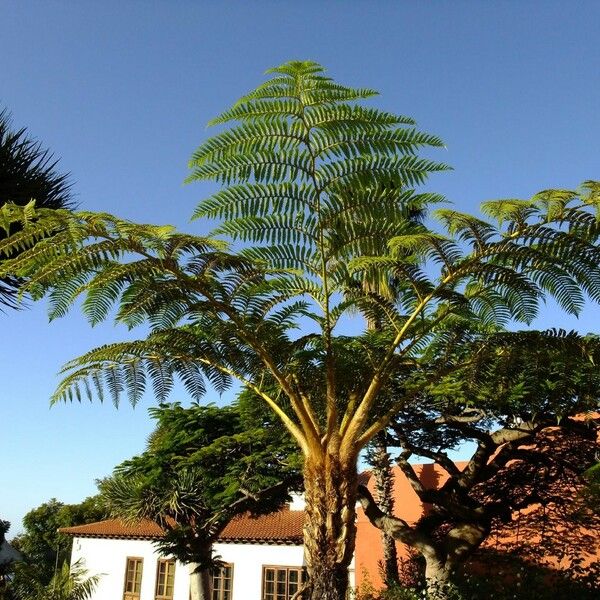Cyathea Australis