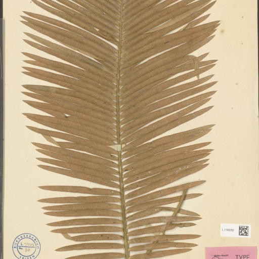Cycas Siamensis