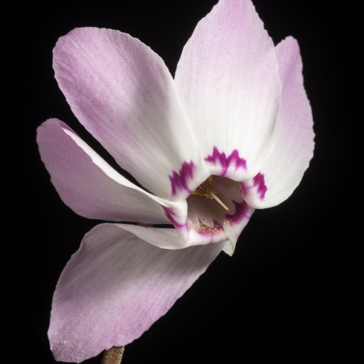 Cyclamen Libanoticum