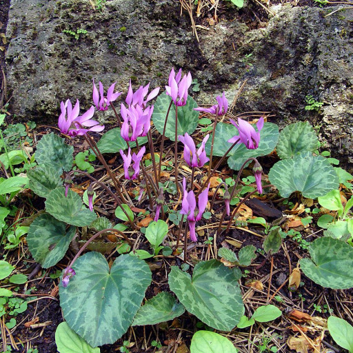 Cyclamen Purpurascens