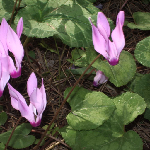Cyclamen Spp.