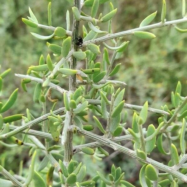 Genistoids Examples Cyclolepis Genistoides Care Guide: Water, Soil & Propagation - Plantiary