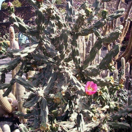 Cylindropuntia Imbricata