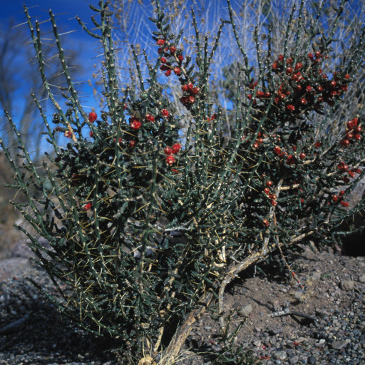 Cylindropuntia Leptocaulis
