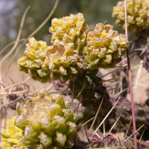 Cylindropuntia Whipplei