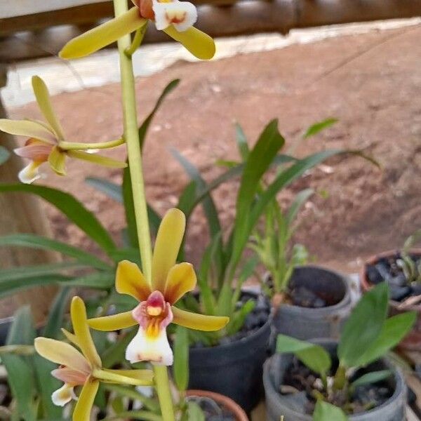 Cymbidium Finlaysonianum
