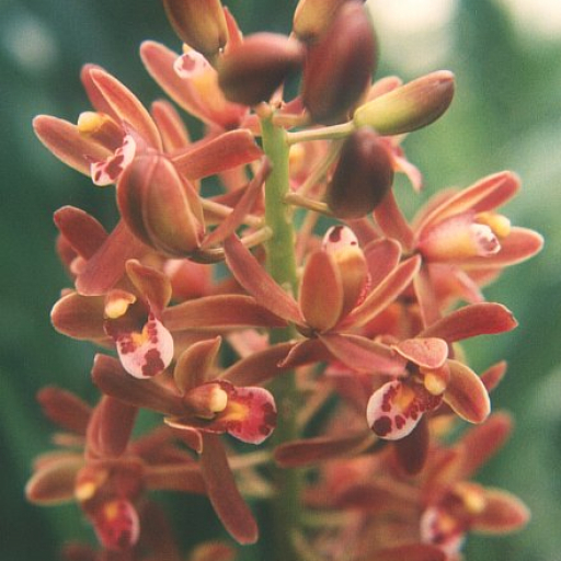 Cymbidium Floribundum