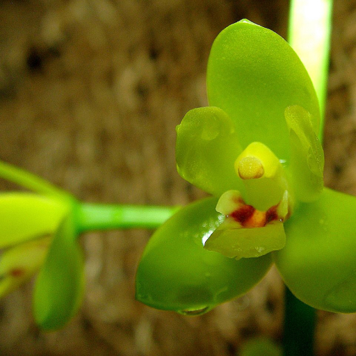 Cymbidium Madidum